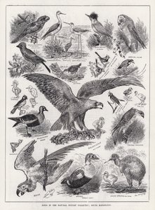 Závěsný od Louis Wain