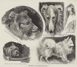 Výstava psů v Zemědělské hale od Louis Wain