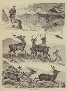 Highland Sport od Louis Wain