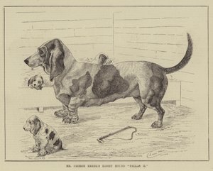 Baset Pallas II pana George Krehla od Louis Wain