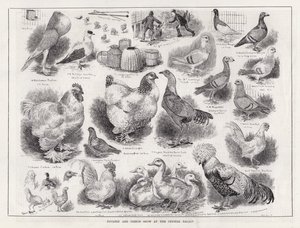 Výstava drůbeže a holubů v Crystal Palace (rytina) od Louis Wain