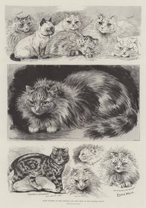 Vítězové na Národní klubové výstavě koček v Crystal Palace od Louis Wain