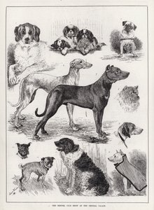 Výstava Kennel Club Show v Crystal Palace (rytina) od Louis Wain