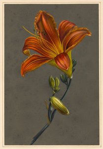 Hemerocallis (Daylily), 1830 (tělová barva na papíře s připraveným podkladem) od Louise DOrleans