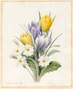 Bílé prvosenky a rané hybridní krokusy, 1830 (čb s trochou tělové barvy na pergamenu) od Louise DOrleans