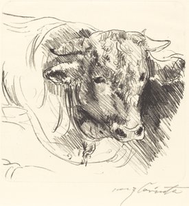 Stierkopf (hlava Steer) od Lovis Corinth