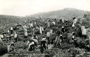 Trhání čaje, panství na venkově, Cejlon, kolem 1900-1930 (černobílá fotografie)