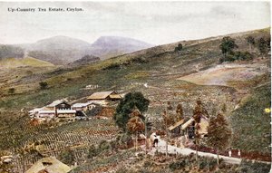 Up-Country Tea Estate, Ceylon, cca 1900-20 (ručně kolorovaná fotografie)