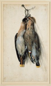 Dva Dead Bohemian Waxwings od Lucas Cranach the Elder