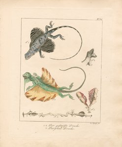 Létající draci a jejich anatomie (ručně kolorovaná mědirytina) od Ludwig Christoph Tyroff