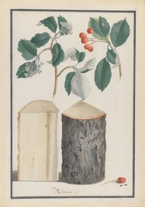 Studie listů, květů, plodů a kmene bělokorého podrodu Sorbus Aria, 1788. od Ludwig Pfleger
