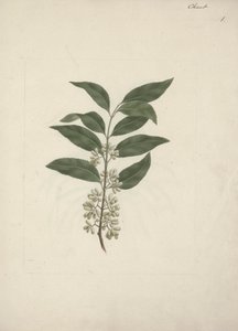 Příběh Edulis Forsk. (Khat): Hotová kresba od Luigi Balugani