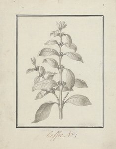 Coffea arabica L. (Arabica Coffee): hotová kresba listového výhonku a bobulí