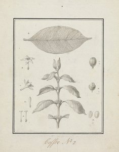 Coffea arabica L. (káva arabská): hotová kresba listového výhonku s detaily květů, listů a plodů od Luigi Balugani