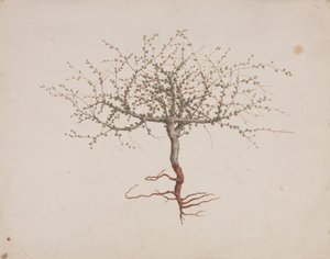Commiphora gileadensis (L.) C. Chr. (Balzám z Gileadu, Opobalsam): dokončena kresba, pokud je strom zvykem (s kořeny)