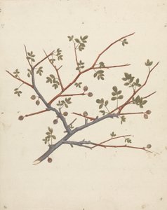Commiphora gileadensis (L.) C. Chr. (Balzám z Gileadu, Opobalsam): dokončená kresba plodové větve