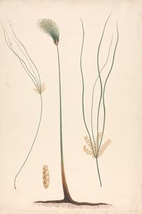 Cyperus papyrus L. (ostřice papyrusová): hotová kresba páry a kvetoucí hlávky, s detaily květenství vlevo a vpravo