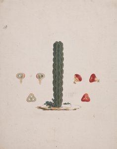 Euphorbia Abyssinica J.F. Gmel. (Etiopian Tree-Sturge): hotový kresba jediného kufru, s podrobnostmi o celém a pitvaném ovoci
