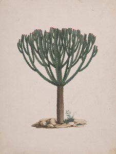 Euphorbia abyssinica J.F. Gmel. (Ethiopian Tree-Spurge): dokončená kresba habitu stromu