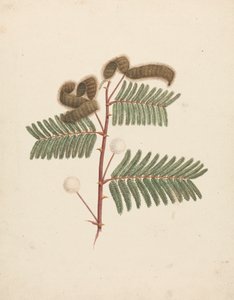 Mimosa pigra (L.): hotová kresba