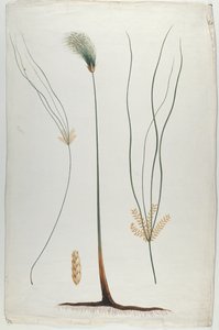 Papyrus (Detail rostliny a kořene), podle Jamese Abyssinian Bruce (1730-94) (wc přes grafit na papíře)