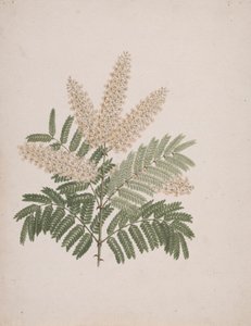 Pterolobium stellatum (Forssk): hotová kresba od Luigi Balugani