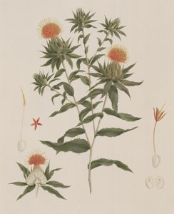 Sussa (listy, květiny a detaily) dříve připisovaná Jamesi Bruceovi (1730-94) (wc nad grafitem na papíře)