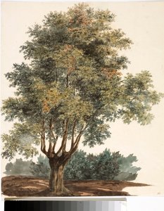Strom (akvarel, cca 1825) od Luigi Garibbo