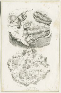 Dudley - Fosílie: litografie, nd [c 1825] (tisk) od Luke Booker