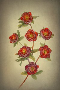 Dvojité helébory odrůdy Queen