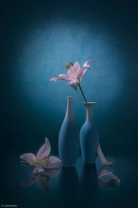 Elegantní modré lilie od Lydia Jacobs
