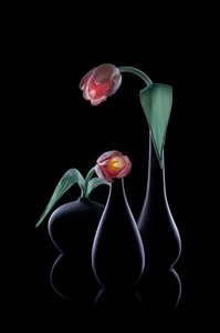 Elegantní zářivé tulipány od Lydia Jacobs