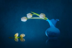 Elegantní bílé tulipány od Lydia Jacobs