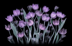 Zářící fialové tulipány od Lydia Jacobs
