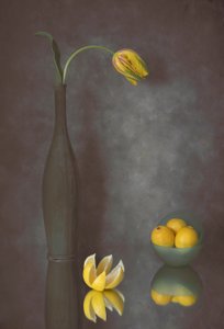 Půvabný tulipán a citrony od Lydia Jacobs