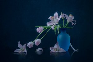Náladové lilie a tulipány od Lydia Jacobs