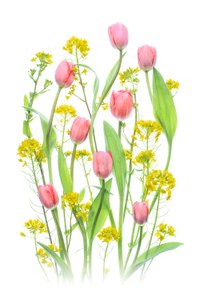 Růžové tulipány a žluté květiny