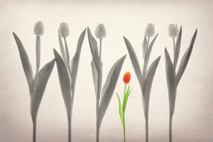 Červený tulipán vyniká od Lydia Jacobs