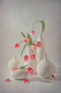 Jemně růžové tulipány od Lydia Jacobs