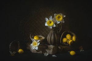 Jarní narcisy a citrony od Lydia Jacobs