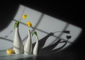 Sluncem ozářené tulipány a stíny od Lydia Jacobs