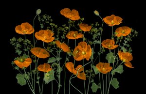 Zářivé oranžové máky od Lydia Jacobs