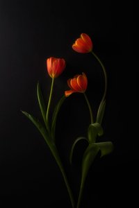 Zářivé tulipány na tmavém pozadí od Lydia Jacobs