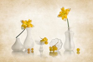 Žluté narcisy a hrozny od Lydia Jacobs