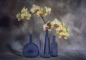 Žluté orchideje a modré sklo od Lydia Jacobs