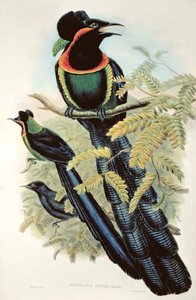 Arfak Astrapia, Astrapia Nigra - Ráj