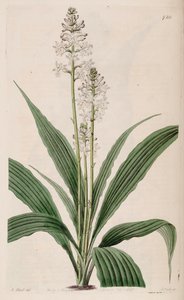 Ilustrace Calanthe triplicata (jako syn. Calanthe veratrifolia) (rostlina)