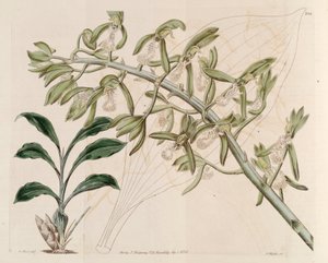 Ilustrace Catasetum cristatum od M. Hart