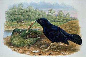 Ptilonorhyncus Violaceus, Bowerbird saténový od M. Hart