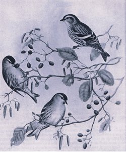 Siskins, Nature in Britain vydalo nakladatelství Collins, 1946